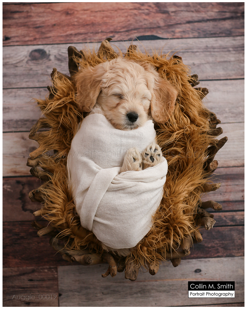 © Collin M. Smith Portrait Photography www.cmsmithportraits.com/blog